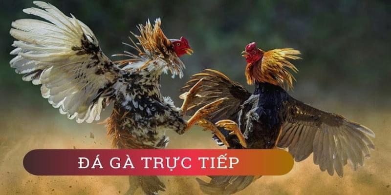 Đá gà 78WIN sở hữu nhiều thế mạnh nổi bật so với đối thủ